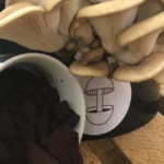 Grow Mushrooms Using Coffee Grounds - A Simple Guide