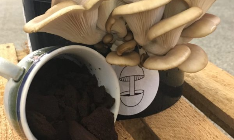 Grow Mushrooms Using Coffee Grounds - A Simple Guide