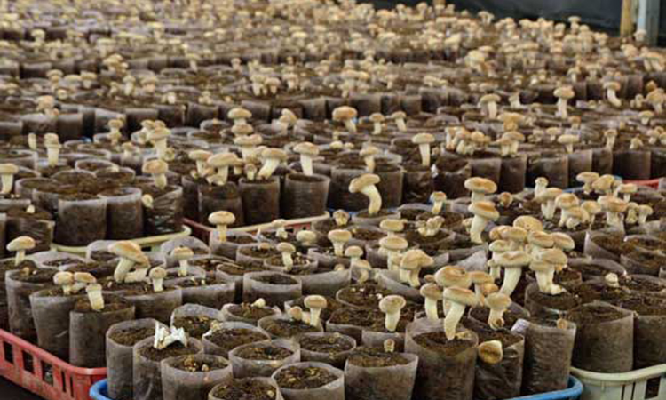 Grow Mushrooms Using Coffee Grounds - A Simple Guide